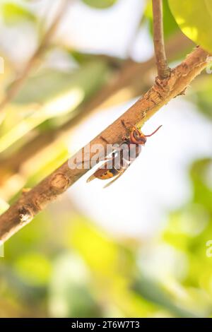 hornet an einem Ast, der die Rinde eines Fliederbaumes knabbert Stockfoto