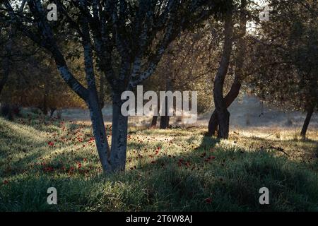 Im frühen Morgensonnenlicht wachsen reichlich Wildblumen auf einer Waldwiese in der westlichen Negev-Region in Zentralisrael. Stockfoto