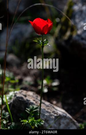 Eine einzige rote Anemonen-Coronaria-Blüte, die im Frühjahr auf einer bewaldeten Wiese im Ruchama-Naturschutzgebiet in Zentralisrael wächst. Stockfoto