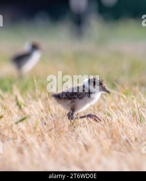 Vanellus Miles, die jungen Küken, die auf dem Grasfeld in Tasmanien, Australien, spazieren Stockfoto