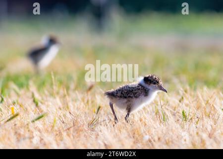 Vanellus Miles, Sporenflügelpfeifer, junge Küken, die auf dem Sportplatz in Tasmanien, Australien, spazieren Stockfoto