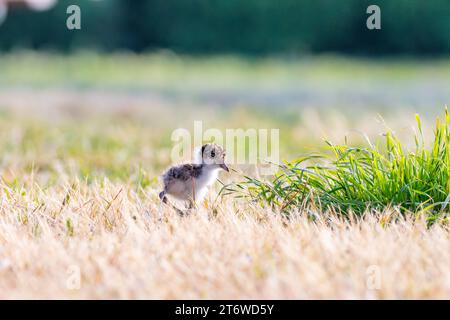 Vanellus Miles, eine junge Jungfrau mit Sporenflügeln, die auf dem Sportplatz in Tasmanien, Australien, steht Stockfoto