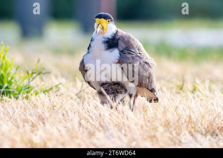 Vanellus Miles ist ein maskierter Fallschirmpfeifer mit jungen Küken, die auf dem Sportplatz in Tasmanien, Australien, stehen Stockfoto