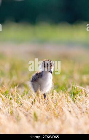 Vanellus Miles, eine Sporengeflügelte Pflugkühe, die auf dem Grasfeld in Tasmanien, Australien, spaziert Stockfoto