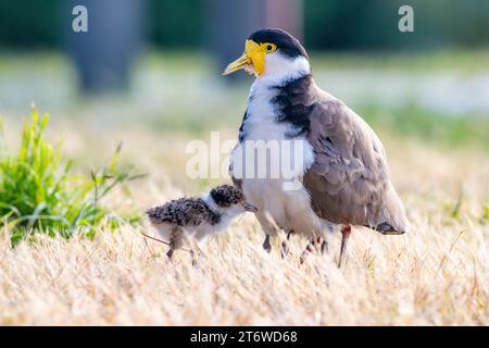 Vanellus Miles ist ein maskierter Fallschirmpfeifer mit jungen Küken, die auf dem Sportplatz in Tasmanien, Australien, stehen Stockfoto