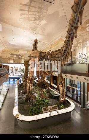 Dinosaurier-Ausstellung im National Taiwan Museum, Ximen, Taipei, Taiwan Stockfoto