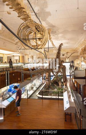 Dinosaurier-Ausstellung im National Taiwan Museum, Ximen, Taipei, Taiwan Stockfoto