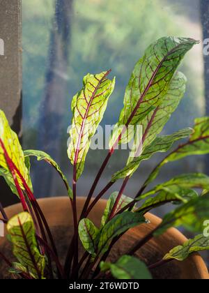 Rumex sanguineus (Rotampfer) Blätter, die im Winter Sonnenlicht in einem Gewächshaus im Dezember in Großbritannien leuchten Stockfoto