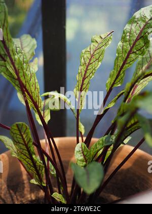 Nahaufnahme von roten Sauerampfer-Blättern (Rumex sanguineus), die als Wintersalat in einem Topf in einem britischen Gewächshaus im November wachsen Stockfoto