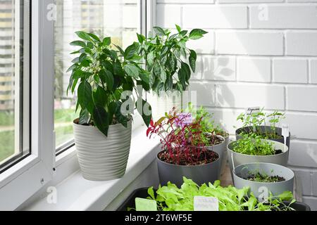 Im Sommer wachsen frische Kräuter zu Hause auf dem Balkon in Blumentöpfen. Nachhaltiger Lebensstil, frisches Bio-Gemüse, das zu Hause angebaut wird Stockfoto