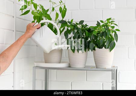 Im Sommer wachsen frische Kräuter zu Hause auf dem Balkon in Blumentöpfen. Nachhaltiger Lebensstil, frisches Bio-Gemüse, das zu Hause angebaut wird Stockfoto