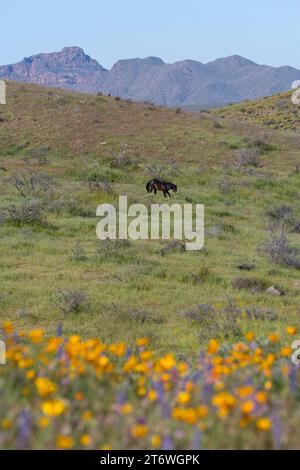 Wilde Pferde durchstreifen im Frühling, Red Mountain am Horizont, Tonto National Forest, Arizona Stockfoto
