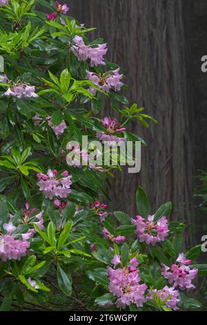 Rhododendrens blühen unter den Mammutbäumen im Humboldt County, Kalifornien Stockfoto