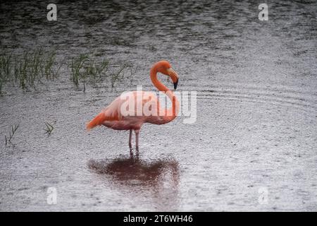 Rosafarbener Flamingo in einer Lagune im Regen auf Isabela Island, Galapagos Archipel Stockfoto