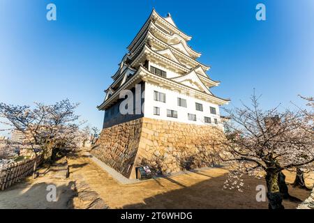 Schloss Fukuyama, Japan. Der weiße Donjon mit seiner schwarzen eisernen Nordseite in hellem Sonnenschein. Kirschblüten umgeben die Basis. Blauer Himmel. Stockfoto