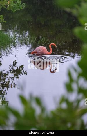 Rosafarbener Flamingo in einer Lagune im Regen auf Isabela Island, Galapagos Archipel Stockfoto