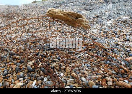 Ein Stück Coraline Crag, vermutlich erosionsresistent, gefangen in einem Stück Draht von Broken Gabion Basket Flood Defence, am Kieselstrand. Stockfoto