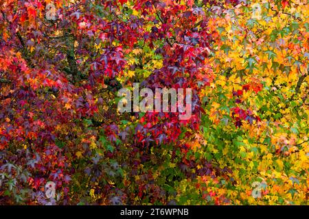 Autumanl-Farben im Hintergrund, Ahornblätter. Stockfoto