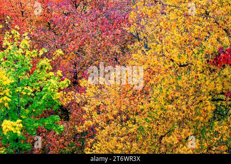 Autumanl-Farben im Hintergrund, Ahornblätter. Stockfoto