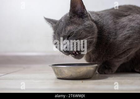 Die amerikanische burmesische Katze kaut Trockenfutter aus seiner Schüssel in der Küche. Tierpflege Stockfoto