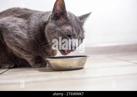 Die amerikanische burmesische Katze kaut Trockenfutter aus seiner Schüssel in der Küche. Tierpflege Stockfoto