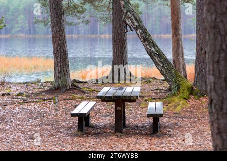 Nasser Wald, Seeufer, Holztische, Ruheplatz am See, Driskina See, Cesis, Lettland Stockfoto