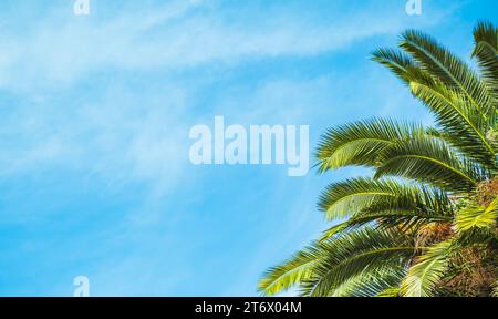 Palme mit grünen Blättern und wachsenden Datteln darauf. Wunderschöne Palmen mit Datteln auf blauem Himmel Hintergrund. Blick auf Palmen, Stiele und Äste, Blätter Stockfoto