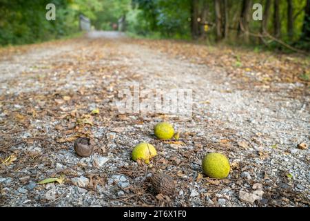 Pekannüsse auf dem Katy Trail in der Nähe von McKittrick, Missouri, in der frühen Herbstlandschaft - 237 km langer Radweg, der von einer alten Eisenbahn umgebaut wurde Stockfoto