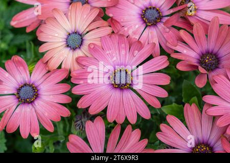 Nahaufnahme von rosafarbenen Blumen mit Tautropfen auf Blütenblättern und grünem Hintergrund. Stockfoto
