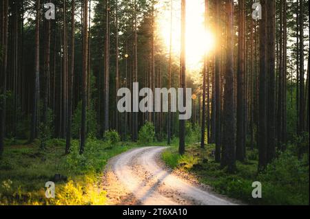 Eine Nahaufnahme eines langen Weges durch üppig grünen Wald an einem sonnigen Tag Stockfoto