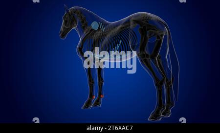 Die proximale sesamoide Knochenskelettanatomie des Pferdes für das medizinische Konzept-3D-Rendering Stockfoto