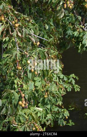 Rosskastanie Bäume Stockfoto