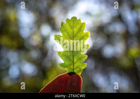 Herbstblatt in der Hand und strahlende Sonnenstrahlen in den herbstlichen Zweigen der Bäume im Wald, Inspiration für die Herbstsaison Stockfoto