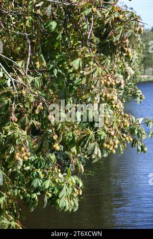 Rosskastanie Bäume Stockfoto