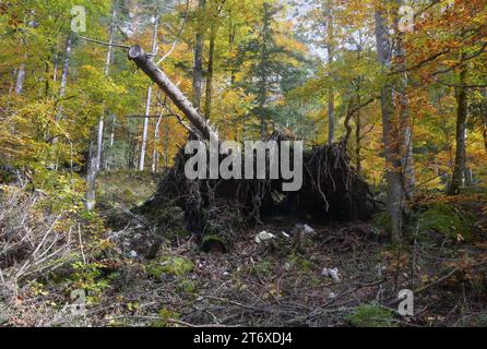 Wanderung um die beiden Gosauseen im oberösterreichischen Salzkammergut, am 29.10.2023. Das Bild zeigt die Wurzel eines umgestörzten BAumes, auf dem ein BAumstamm liegt. das ganze Bild erinnert an einen Pankzer, der im Wald steht. 2023 - Wanderung um die beiden Gosauseen im oberösterreichischen Salzkammergut, am 29.10.2023. *** Wanderung um die beiden Gosau-Seen im oberösterreichischen Salzkammergut, am 29 10 2023 zeigt das Bild die Wurzel eines gefallenen Baumes, auf dem ein Baumstamm liegt. das ganze Bild erinnert an einen Pankzer, der im Wald 2023 um die beiden Gosauer Seen in der UPP steht Stockfoto