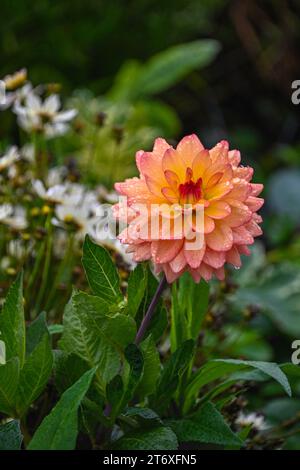 Wie ein zartes Pinselstrich vor dem Hintergrund der Smaragdstadt flüstert diese Dahlia Geschichten von Widerstandsfähigkeit, Wachstum und harmonischem bl Stockfoto