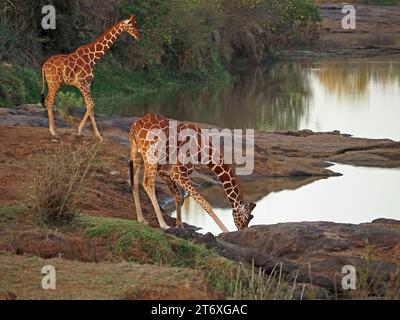2 zwei gefährdete Netzgiraffen (Giraffa camelopardalis reticulata) trinken im Fluss im weichen Morgenlicht Laikipia, Kenia, Afrika Stockfoto