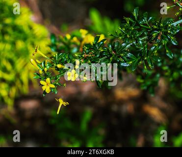 Jasminum fruticans, Wild Jasmin. Wilde Pflanzen, die im Frühjahr geschossen wurden. Stockfoto