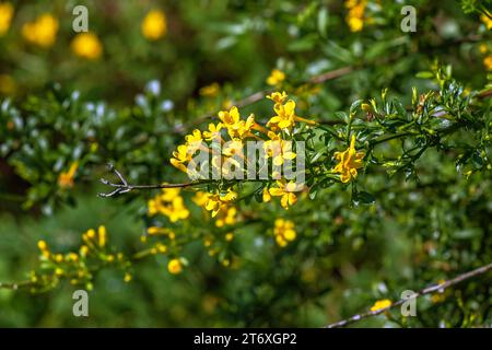 Jasminum fruticans, Wild Jasmin. Wilde Pflanzen, die im Frühjahr geschossen wurden. Stockfoto