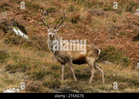 Rotwild-Hirsch-Warnung und im Herbst nach vorne gerichtet mit verblassenden Heidekraut-Blüten. Glen Strathfarrar. Schottische Highlands. Wissenschaftlicher Name: Cervus elaphus. Stockfoto