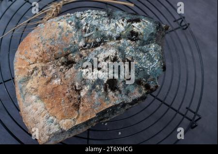 Große Scheibe Weißbrot mit Schimmel. Eine große Menge Schimmel bedeckt Lebensmittel in Form von Brot, verdorbene Lebensmittel sind lebensbedrohlich. Stockfoto