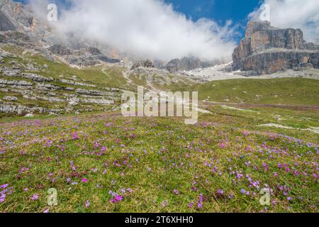 Wunderschöne Bergwiese mit Teppich mit farbenfrohen Sommerblumen. Blühende Wiese in den Brenta-Dolomiten Italiens. Stockfoto