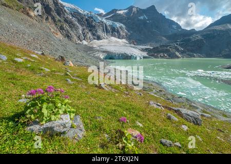 Rückläufiger Alpengletscher, Kesselgletscher mit Wasserfall, der sich in einem Gletschersee auflöst, umgeben von einer grünen Wiese mit Sommerwildblumen Stockfoto