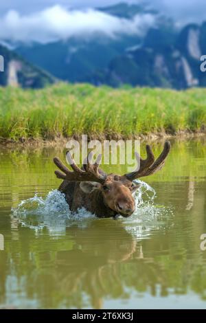 Elche schwimmen im See mit großen Hörnern auf Berghintergrund. Tierwelt aus der Natur Stockfoto