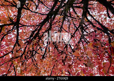 Autumanl Farben Backgroung, Liquidambar Styraciflua Blätter. Stockfoto