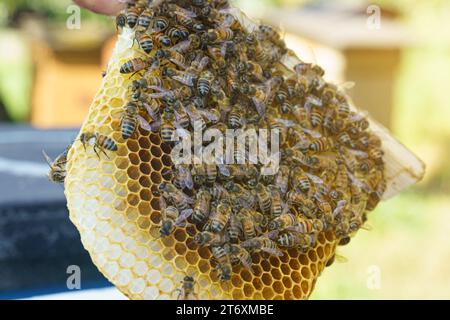 Ein Imker schaut auf einen Nestrahmen aus einem Kern - ein spezieller Bienenstock. Viele Bienen kriechen um den Rahmen herum. Landwirtschaftliches Konzept. Stockfoto