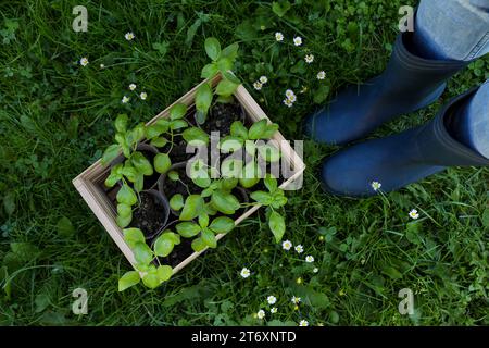 Frau in der Nähe einer Kiste mit Setzlingen im Freien, Blick von oben Stockfoto