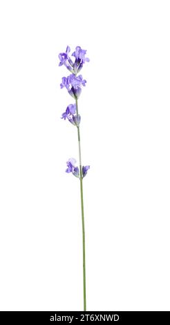 Wunderschöne blühende Lavendelblüte isoliert auf weiß Stockfoto