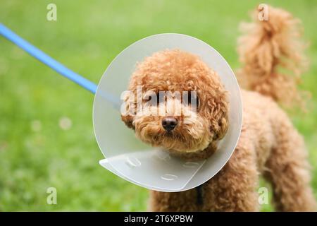 Süßer Maltipoo-Hund mit elisabethanischem Kragen draußen, Nahaufnahme Stockfoto