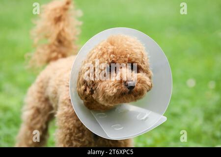 Süßer Maltipoo-Hund mit elisabethanischem Kragen draußen, Nahaufnahme Stockfoto